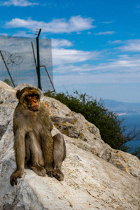 直布罗陀著名的猿类位于上岩自然保护区。 直布罗陀是一个位于西班牙南端的英国海外领土。