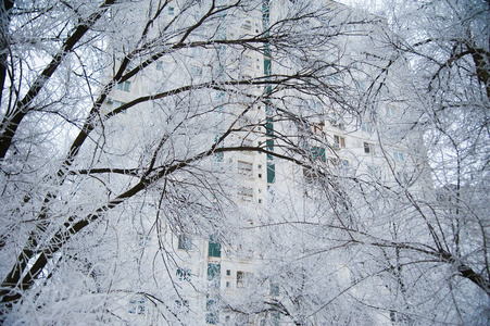 冬天城市公园里白雪覆盖的树木