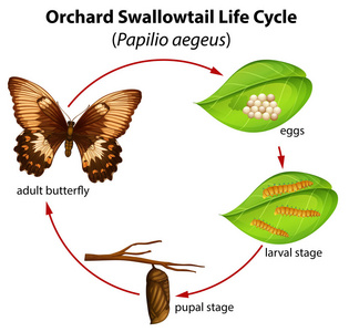 果园燕尾生命周期插图