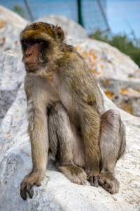直布罗陀著名的猿类位于上岩自然保护区。 直布罗陀是一个位于西班牙南端的英国海外领土。