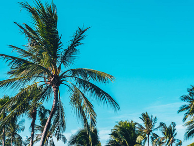 蓝天背景下美丽的热带椰子棕榈树