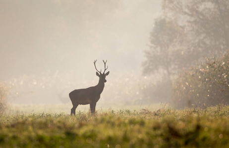 雾蒙蒙的早晨，雄鹿和小鹿角站在森林里。 自然生境中的野生动物