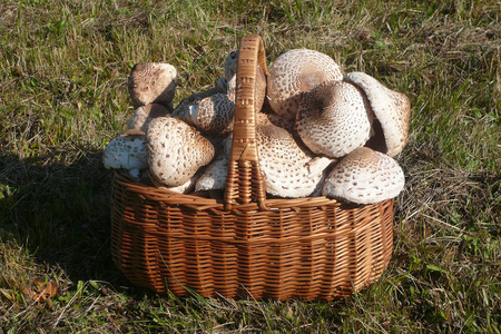 满是蘑菇的篮子，就像一把伞大叶草在草坪上