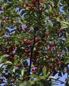 成熟的樱桃浆果大量挂在树上。