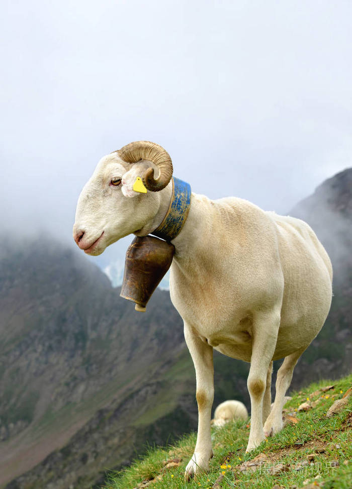 比利牛斯山羊复活图片