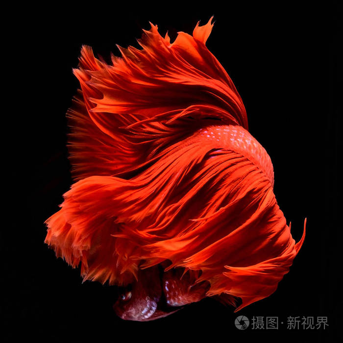 红贝塔暹罗斗鱼.鱼和尾巴像长裙,半月尾完美的鱼优雅.