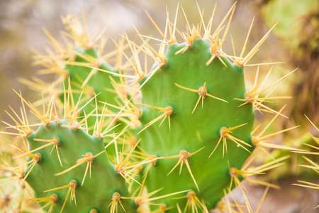 沙漠里的大仙人掌绿色仙人掌与荆棘照片
