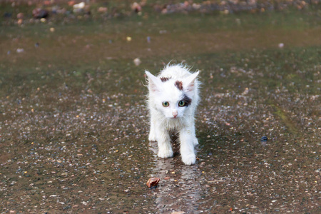 保护流浪动物图片-保护流浪动物素材-保护流浪动物插画-摄图新视界