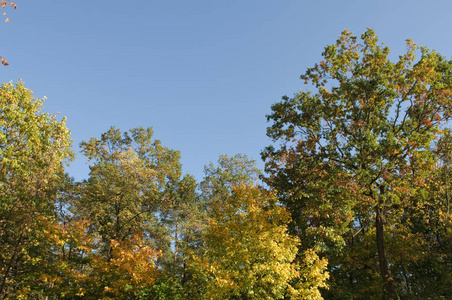 晴天的秋日树木和蓝天