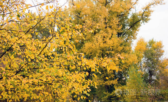 在城市公园凉爽的一天,美丽的秋天的自然状态