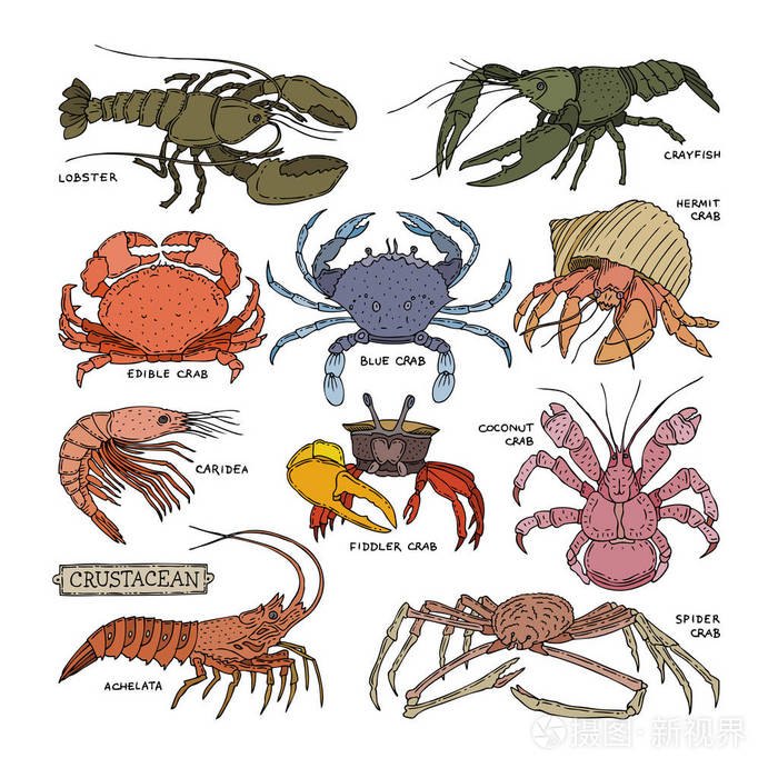 甲壳类海洋动物虾查出的白色背景插画-正版商用图片13rooj-摄图新视界