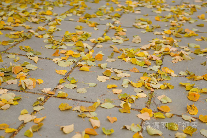 落叶的黄叶躺在灰色的路面上