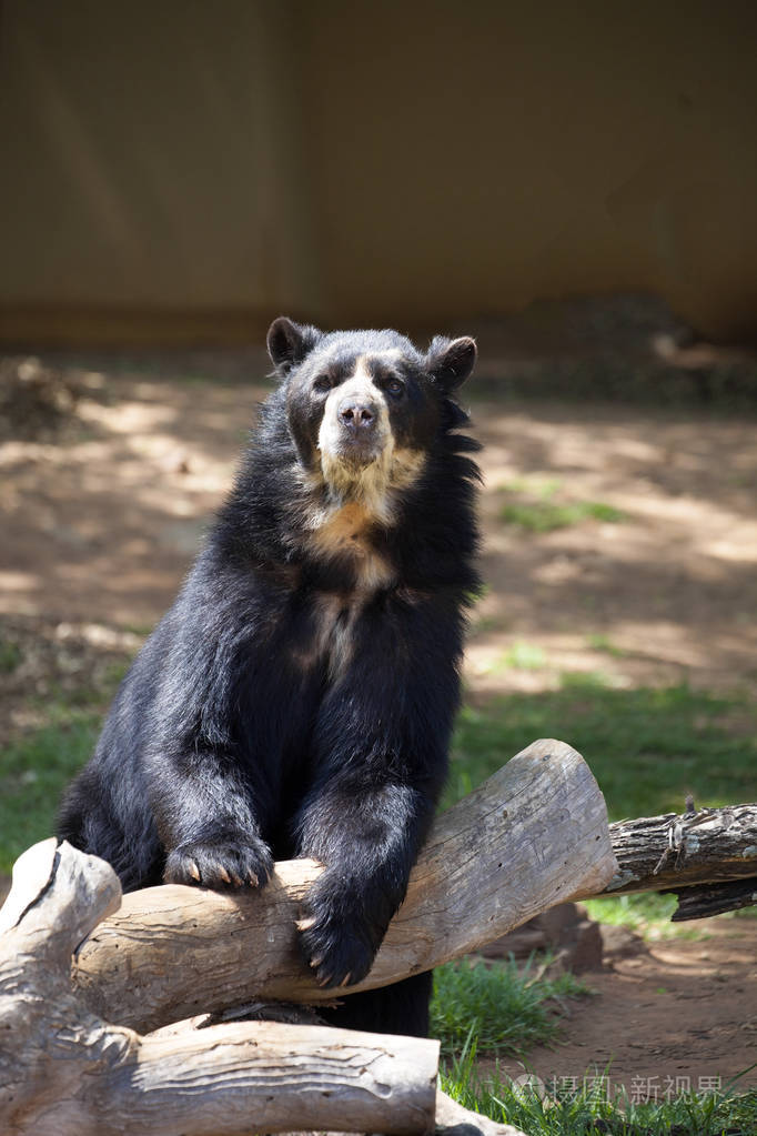 有趣的南美眼镜熊tremarctosoratus
