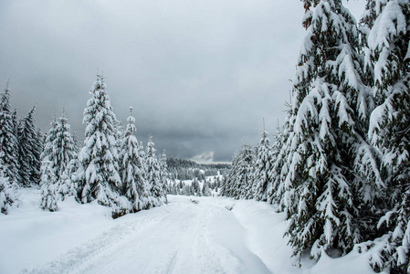 有雪杉树的圣诞节背景。 令人惊叹的冬季景观