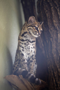 s cat, Oncifelis geoffroyi, is less a South American cat