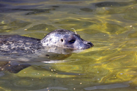 常见的海豹，phitulina在清水中游泳