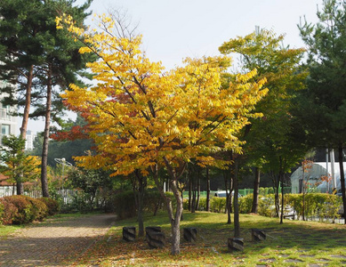 韩国中部的枫树