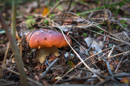 生长在森林中的蘑菇CEP。 秋菇采摘。