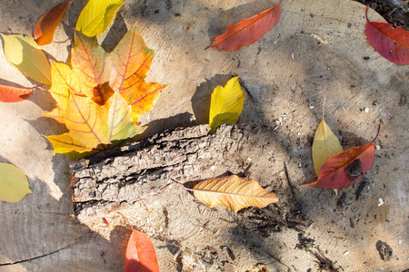 五颜六色的秋叶落在木制的表面上