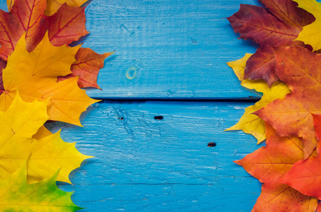 秋天的背景，五颜六色的秋天枫叶在蓝色的乡村木桌上，有文字的地方。 感恩节秋假背景概念。 有秋叶的框架。 复制空间。 上面的风景。