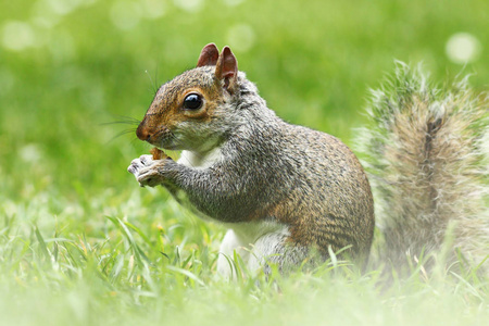 可爱的灰松鼠在草地上吃坚果科罗林松全长