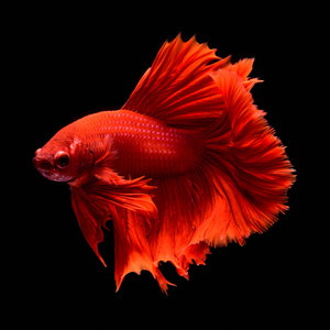 红尾巴红贝塔暹罗斗鱼.鱼和尾巴像长裙,半月尾完美的鱼优雅.