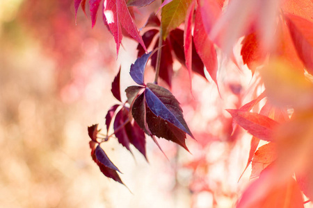 在阳光明媚的日子里，野生葡萄的叶子在模糊的自然背景上