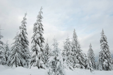 有雪杉树的圣诞节背景。 令人惊叹的冬季景观