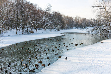 冬天降雪时在冰冻的池塘里游泳的鸭子。 美妙的冬天场景。