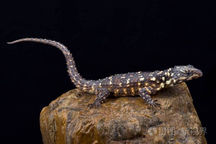 zoutpansberg在黑色背景上系着蜥蜴