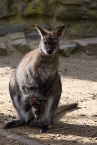 s wallaby, Macropus rufogriseus