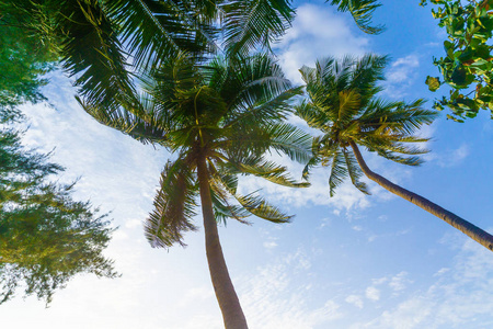 椰子树，蓝天，低视角