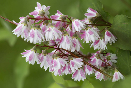 盛开的杜齐亚。 这一行动最初来自东亚。 在开花过程中，在花序流苏中收集的开放花在灌木丛中大量倾斜。