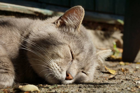 一只灰色的大猫躺在街上的沥青上睡觉