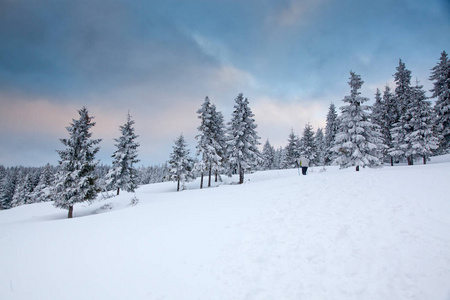 冬天的雪背景覆盖了山上的冷杉树