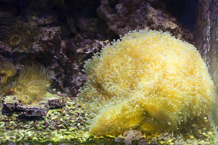 珊瑚。 印支太平洋地区的珊瑚礁带来了一种奇妙而著名的珊瑚Eutelia。