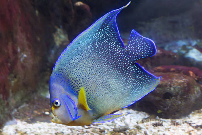 天使鱼蓝.