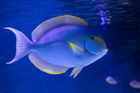 黄鳍鱼。 身体的大部分都是深蓝色的。 头是黑色的，除了嘴唇周围有一个白色的环，胸鳍和鳍都是黄色和蓝色的。