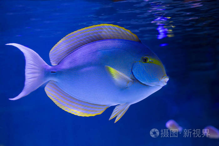 黄鳍鱼 身体的大部分都是深蓝色的 头是黑色的 除了嘴唇周围有一个白色的环 胸鳍和肛门鳍都是黄色和蓝色的 照片 正版商用图片13rx37 摄图新视界