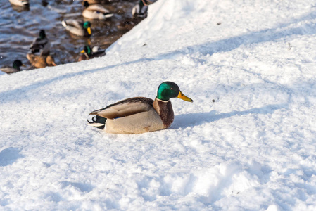 冰湖里的鸭子图片