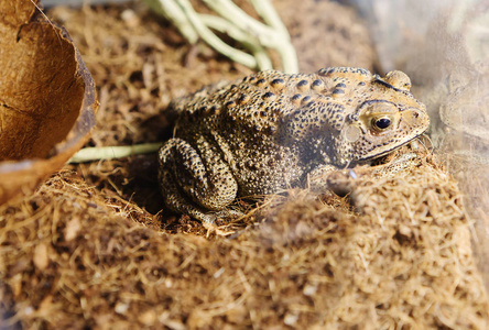 蟾蜍背部的主要颜色是棕色黑色.