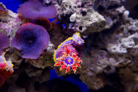 荷罗图里亚是一个海苹果,是珊瑚礁的居民.照片