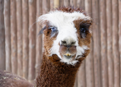 羊驼拉马。 这是一种来自骆驼家族的家畜。 繁殖于南美洲高山地带安第斯山脉。