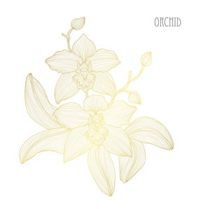 矢量插图美丽的粉红色和黄色的兰花花.