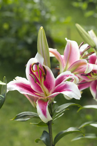 和平和纯洁在俄罗斯和法国,这些花意味着仁慈,同情和正义