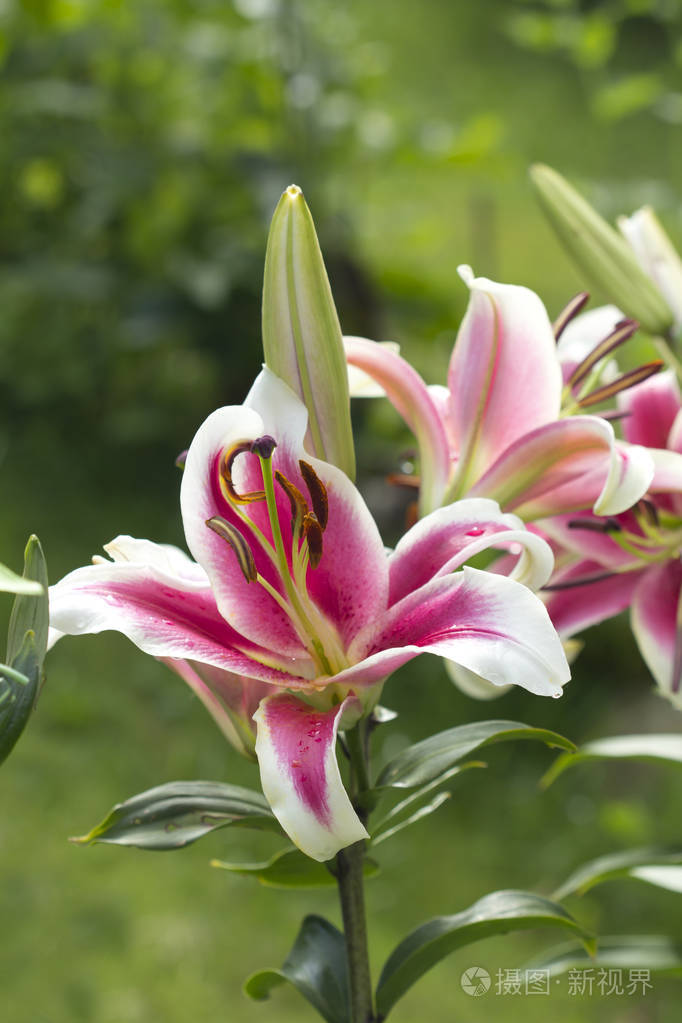 百合花是弗洛拉的公主 希望的象征在古希腊 和平和纯洁在俄罗斯和法国 这些花意味着仁慈 同情和正义 照片 正版商用图片13ryc3 摄图新视界