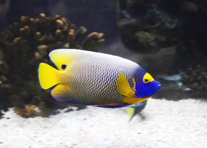 阿丽塔战斗天使鱼天使伊莎贝尔女王.