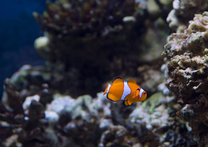 小丑鱼。 小丑鱼是深海最明亮的代表，它不仅可以生活在大自然中，而且可以生活在水族馆中。