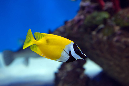 狐狸脸兔子鱼. 它有一个不寻常的形状的身体和头部.