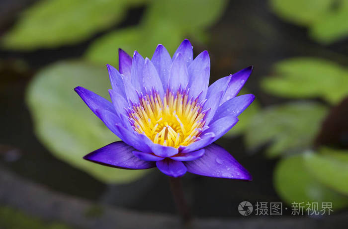 莲花 莲花在中国种植了7000多年 莲花是简单的 双倍的红色 白色 绿色和丁香 在已知的90种莲花 中 一半以上在中国生长 照片 正版商用图片13ryl5 摄图新视界